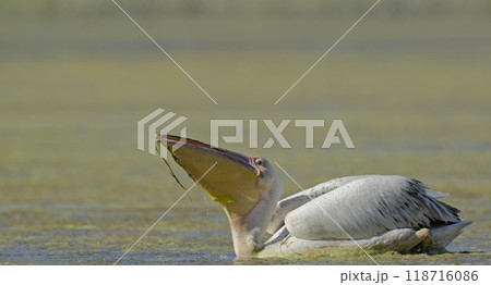 Great White Pelican (Pelecanus onocrotalus), Crete 118716086