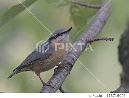 Eurasian Nuthatch (Sitta europaea), Greece 118716095