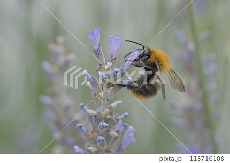 Bombus pascuorum, the common carder bee, is a species of bumblebee, Greece Bombus pascuorum, the common carder bee, is a species of bumblebee, Greece 118716108