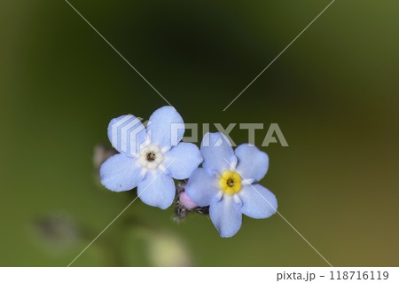 Myosotis is a genus of flowering plants in the family Boraginaceae, Greece 118716119