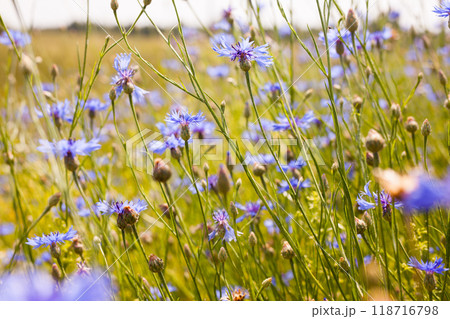 Blue cornflowers on a summer meadow Blue cornflowers on a summer meadow 118716798