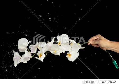 Holding Orchid flower over rain and water splash. Raining droplet on white orchid flower over black background isolated Holding Orchid flower over rain and water splash. Raining droplet on white orchid flower over black background isolated 118717032