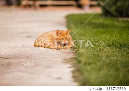 Cute ginger color tabby cat running in tall green grass. Home pet in wild nature environment. 118717269
