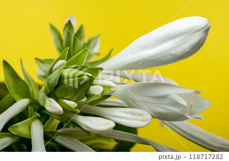 Blooming white hosta on a yellow background Blooming white hosta on a yellow background 118717282