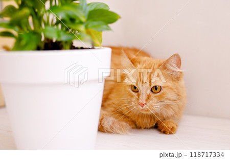A red, fluffy, beautiful cat lies on a white windowsill by a flower pot and looks frightened 118717334