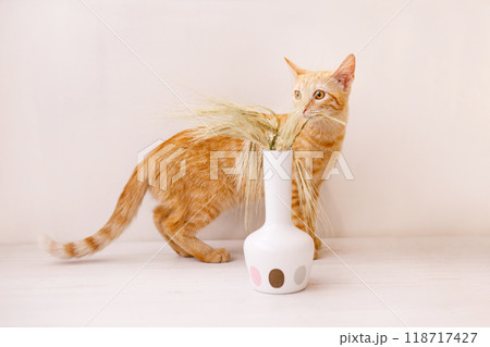 The red-haired kitten stands on the table and smells the ear of wheat in a vase 118717427