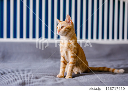 A red-haired little kitten with huge ears sits on a bed with a gray blanket and looks around A red-haired little kitten with huge ears sits on a bed with a gray blanket and looks around 118717430