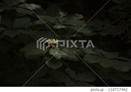 ホオノキの花 ホオノキの花 118717462