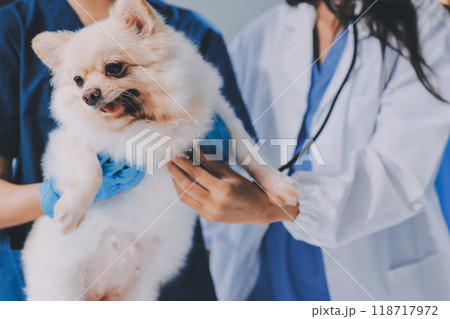 Closeup shot of veterinarian hands checking dog by stethoscope in vet clinic Closeup shot of veterinarian hands checking dog by stethoscope in vet clinic 118717972