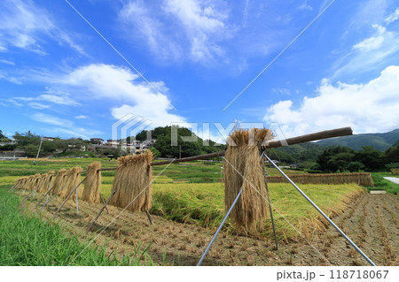 豊作の寺坂棚田の風景 収穫の秋 はさがけの稲穂 豊作の寺坂棚田の風景 収穫の秋 はさがけの稲穂 118718067