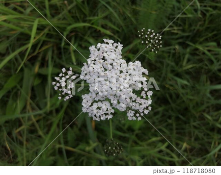 Close-Up of White Yarrow Flower in Green Meadow Setting 118718080