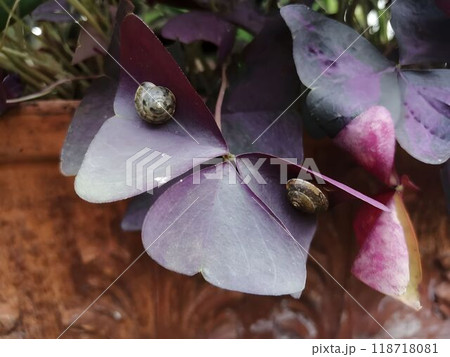 Close-Up of Snail on Oxalis Leaf with Rich Purple Tones 118718081