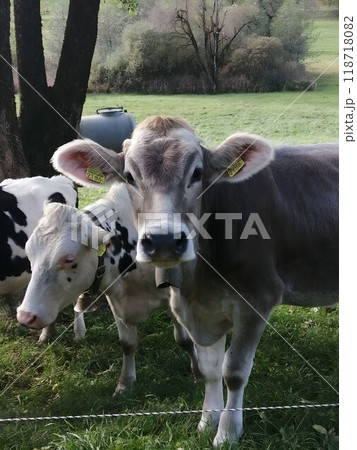 Cows Grazing Peacefully in a Scenic Pasture 118718082