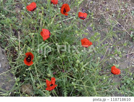 A close-up view of poppy flowers in the grass in a field in Uzbekistan A close-up view of poppy flowers in the grass in a field in Uzbekistan 118718610