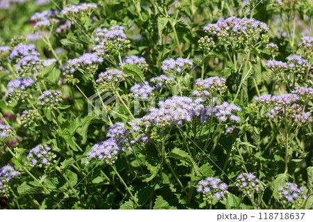 アオバナフジバカマの花 アオバナフジバカマの花 118718637