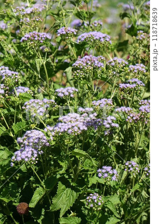 アオバナフジバカマの花 アオバナフジバカマの花 118718639