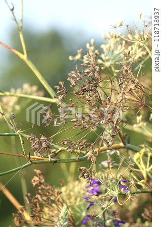 ウイキョウの熟した実 118718937