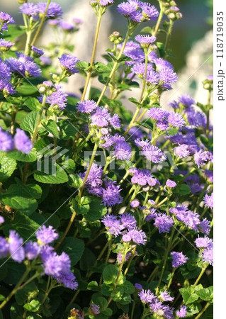 オオカッコウアザミの花 オオカッコウアザミの花 118719035
