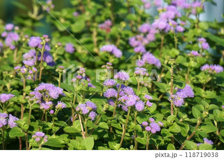 オオカッコウアザミの花 オオカッコウアザミの花 118719038
