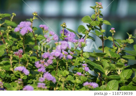 オオカッコウアザミの花 118719039