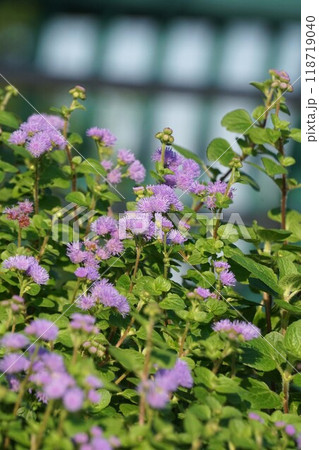 オオカッコウアザミの花 118719040