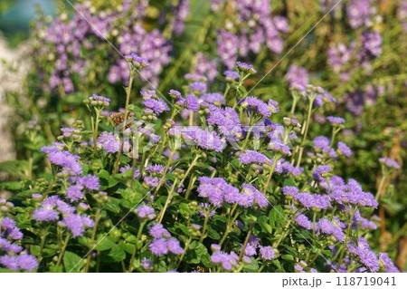 オオカッコウアザミの花 118719041