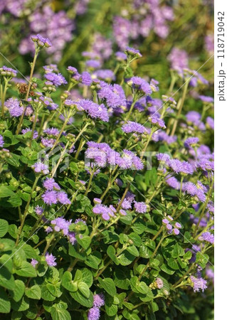 オオカッコウアザミの花 オオカッコウアザミの花 118719042