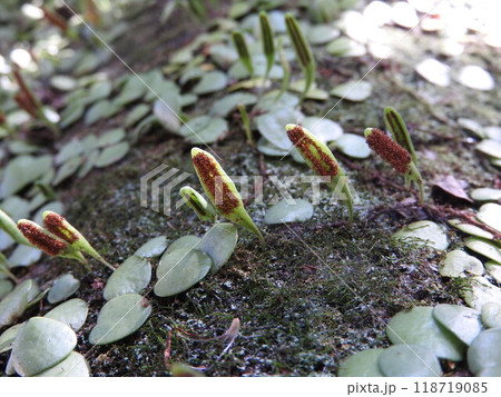 木の表面に着生する「マメヅタ」の胞子葉 118719085
