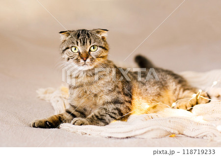 Scottish lop-eared cat kitten lying on a big bed on a knitted white blanket among Christmas lights Scottish lop-eared cat kitten lying on a big bed on a knitted white blanket among Christmas lights 118719233