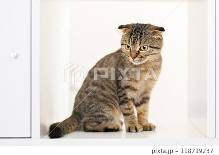 Adorable Scottish Lop-Eared Kitten on White Shelf Among Books. Place for text Adorable Scottish Lop-Eared Kitten on White Shelf Among Books. Place for text 118719237