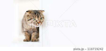 A Scottish lop-eared kitten sits on large white rack, looking out for something with predatory eyes A Scottish lop-eared kitten sits on large white rack, looking out for something with predatory eyes 118719242