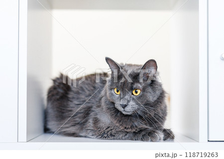 A smoky gray and very fluffy cat sits on a shelf among books and looks around curiously A smoky gray and very fluffy cat sits on a shelf among books and looks around curiously 118719263
