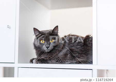 A smoky gray and very fluffy cat sits on a shelf among books and looks around curiously. 118719264