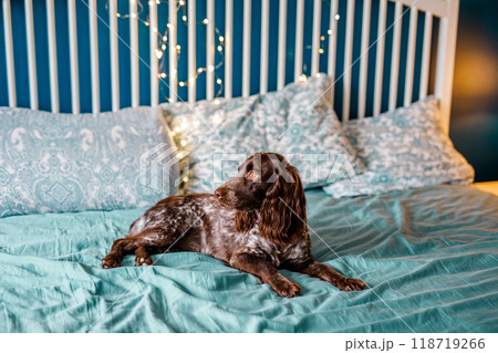A brown spaniel lies on a bed with a turquoise sheet and Christmas lights in the background A brown spaniel lies on a bed with a turquoise sheet and Christmas lights in the background 118719266