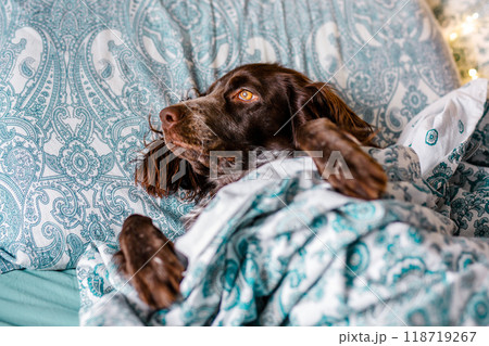 A brown spaniel lies under a warm blanket on a bed with a turquoise sheet and Christmas lights A brown spaniel lies under a warm blanket on a bed with a turquoise sheet and Christmas lights 118719267
