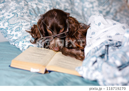 Brown spaniel with glasses lying under a warm blanket on the bed holding a book Brown spaniel with glasses lying under a warm blanket on the bed holding a book 118719270