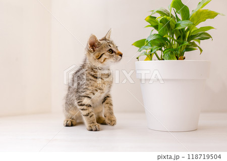 A little striped kitten sits on a white table, sniffing a flower in a pot and playing. Home comfort concept A little striped kitten sits on a white table, sniffing a flower in a pot and playing. Home comfort concept 118719504