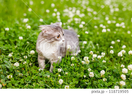 A lop-eared cat kitten walks outside in the green grass among the clovers 118719505