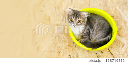 Gray lop-eared fluffy kitten lying in basin on wooden floor Gray lop-eared fluffy kitten lying in basin on wooden floor 118719512