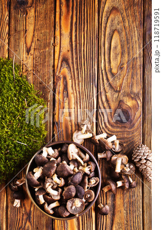 Mushrooms Tricholoma, edible mushroom in the autumn forest. Mushrooms Tricholoma, edible mushroom in the autumn forest. 118719591