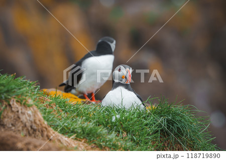Two puffins on a grassy cliff in Iceland, one facing the camera with a colorful beak and white chest, the other turned away. Blurred background highlights the birds. 118719890