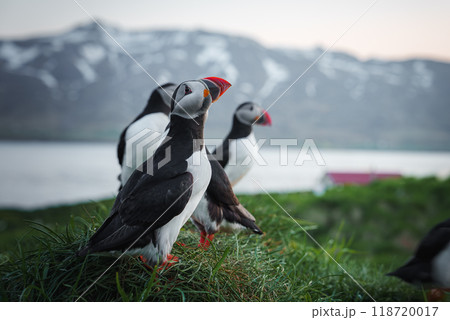 A group of puffins with colorful beaks stand on a grassy cliff overlooking a serene body of water. Snow-capped mountains and a red-roofed building complete the Icelandic landscape. A group of puffins with colorful beaks stand on a grassy cliff overlooking a serene body of water. Snow-capped mountains and a red-roofed building complete the Icelandic landscape. 118720017