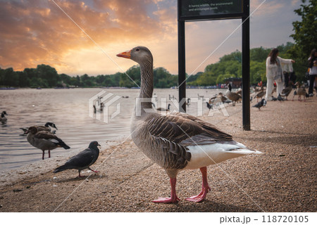 A tranquil park in London, UK, featuring a prominent goose on a pathway near a lake. People interact with birds as a beautiful sunset casts a warm glow over the landscape. 118720105