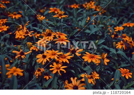 黄色のジニア 黄色のジニア 118720164