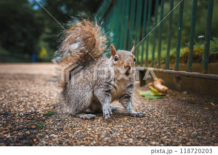A detailed close-up of a grey squirrel standing on a gravel path next to a green metal fence in a London park. The squirrel's bushy tail and curious expression are captured. 118720203