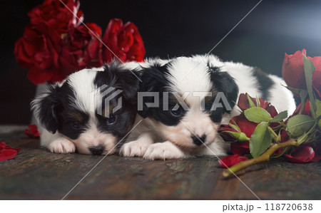 Two puppies are laying on a wooden table next to a bouquet of roses 118720638