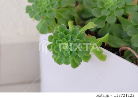 Aeonium haworthii. Succulents plants in pot in house. Green plant is grown as a houseplant in temperate regions. Pointed succulent. 118721122