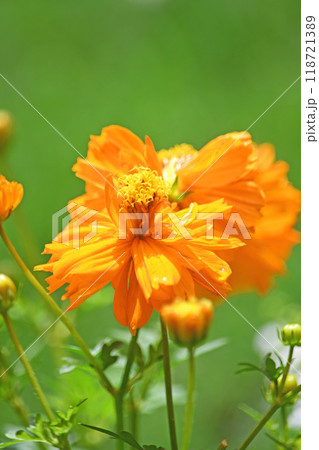 コスモスの花 118721389