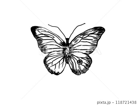 ペンで描かれた羽を広げている蝶のモノクロ線画イラスト 118721438