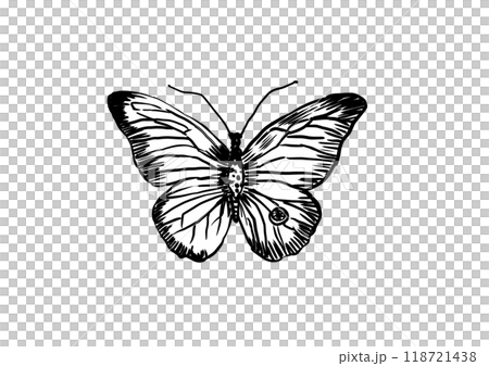 ペンで描かれた羽を広げている蝶のモノクロ線画イラスト 118721438
